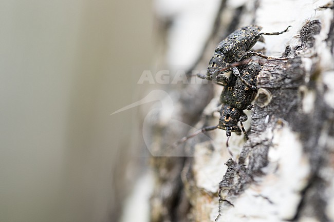 Mesosa myops, Russia (Baikal), imago stock-image by Agami/Ralph Martin,