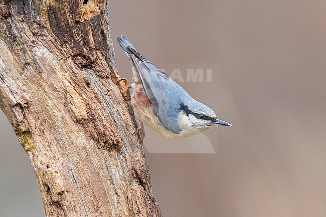 Eurasian Nuhatch (Sitta europaea),  side vie wof an adult on a trunk, Podlachia, Poland stock-image by Agami/Saverio Gatto,