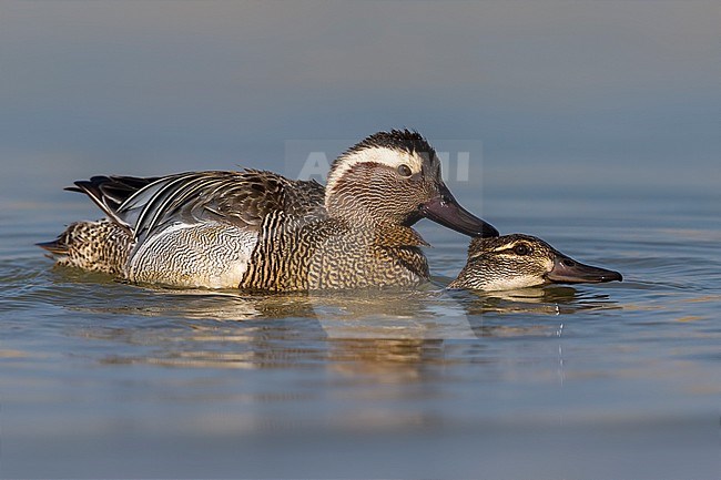 Parende Zomertalingen, Garganey mating stock-image by Agami/Daniele Occhiato,