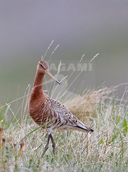Icelandic Black-tailed Godwit (Limosa limosa islandica) standing in grass on Iceland. stock-image by Agami/Markus Varesvuo,