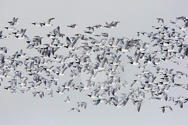 Brandgans in de vlucht; Barnacle Goose in flight stock-image by Agami/Arie Ouwerkerk,