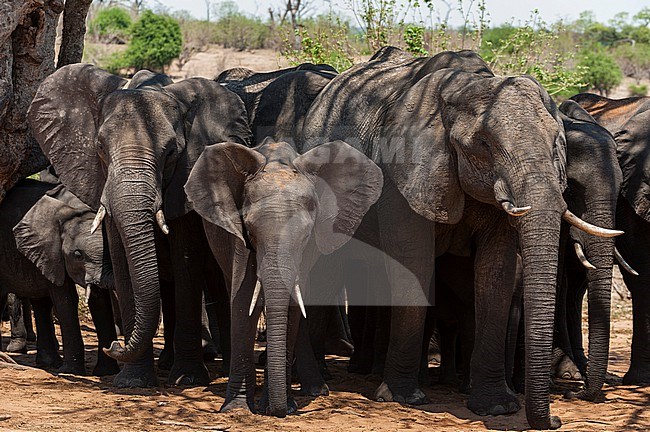 A herd of African elephants, Loxodonta africana, looking for shade under a tree in the middle of the day. Chobe National Park, Botswana. stock-image by Agami/Sergio Pitamitz,