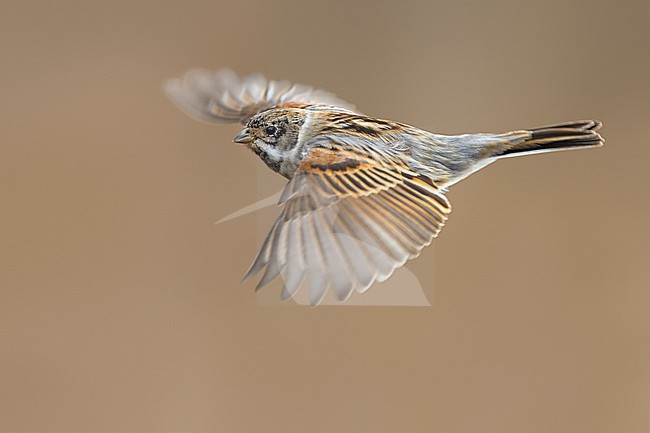 Male Common Reed Bunting (Emberiza schoeniclus) in flight in Italy. stock-image by Agami/Daniele Occhiato,