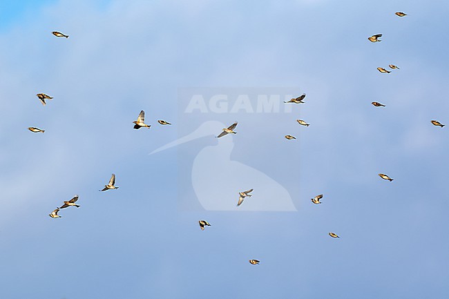 Mixed migratory flock of the Brambling (Fringilla montifringilla) and the European Goldfinch (Carduelis carduelis) flying against a blue sky as a background in Czech Republic stock-image by Agami/Tomas Grim,