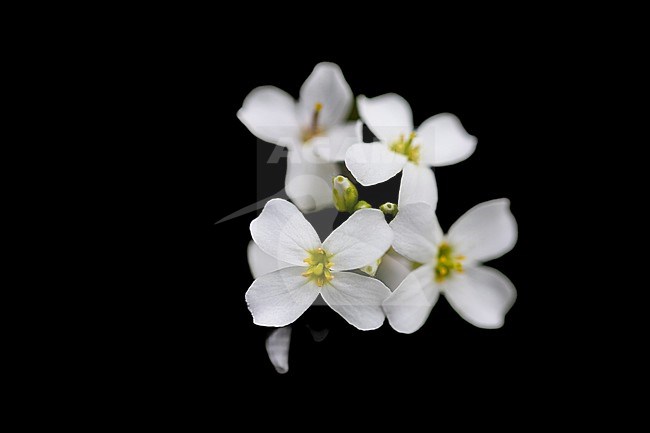 Sand Rock cress, Arabidopsis arenosa stock-image by Agami/Wil Leurs,
