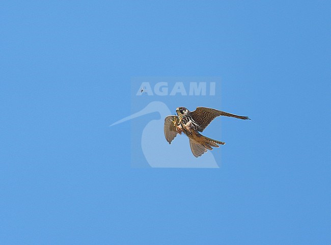 Hunting Adult Eurasian Hobby (Falco subbuteo) banking and flying against a blue sky showing underside and wings fully spread is close to catchting a Dragonfly in mid-air with its strechted tallons and claws. stock-image by Agami/Ran Schols,