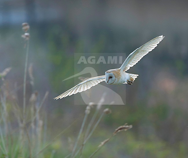 Pale Barn Owl (Tyto alba) during daytime in Alphen, Netherlands. Seldom seen during the day in Holland. stock-image by Agami/Marc Guyt,