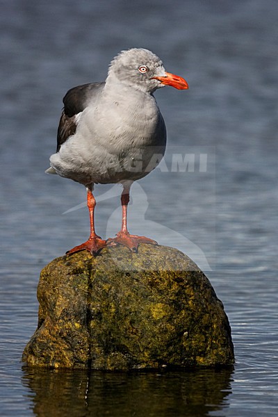 Dolfijnmeeuw, Dolphin Gull, Leucophaeus scoresbii stock-image by Agami/Marc Guyt,