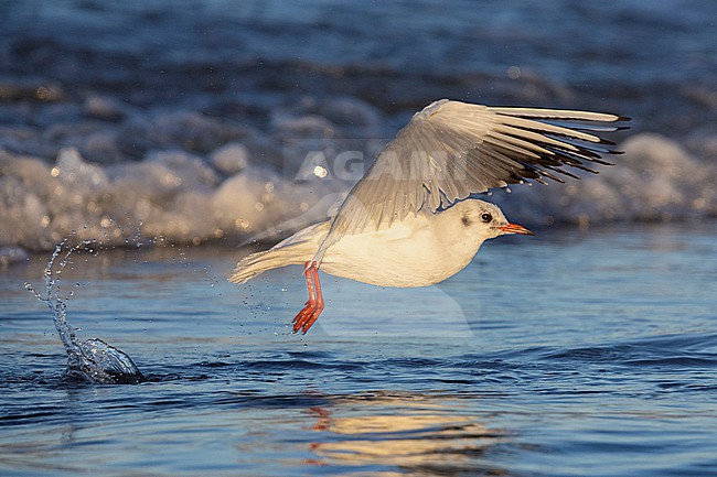 Black-headed Gull (Chroicocephalus ridibundus), side view of an adult in flight, Campania, Italy stock-image by Agami/Saverio Gatto,