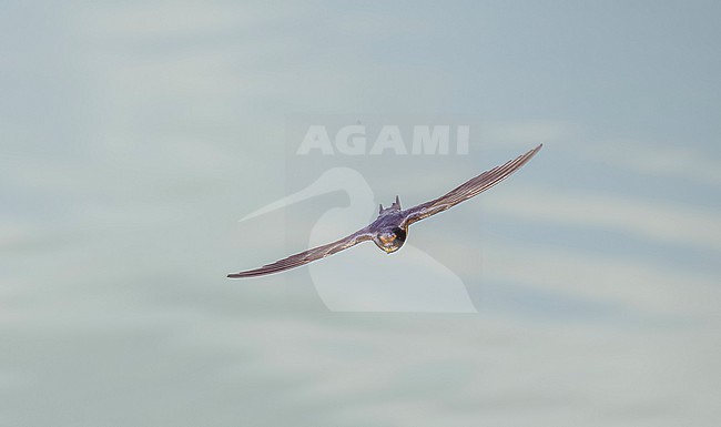 Barn Swallow (Hirundo rustica) in flight stock-image by Agami/Roy de Haas,