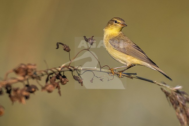 Autumn Willow Warbler, Phylloscopus trochilus, in Italy. stock-image by Agami/Daniele Occhiato,