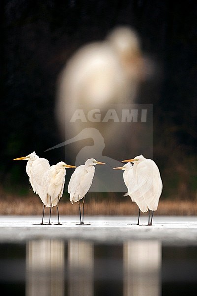 Groep Grote Zilverreigers rustend op het ijs; Group of Great Egrets standing on the ice stock-image by Agami/Bence Mate,