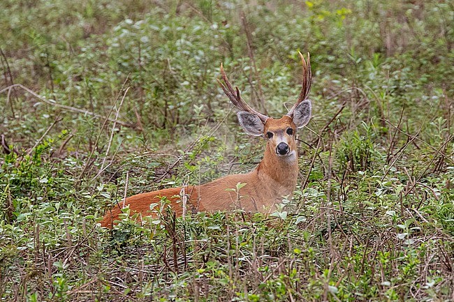 Male Marsh Deer (Blastocerus dichotomus) in the Pantanal, Brazil. Today it is largely reduced to isolated populations at marsh and lagoon zones in the Paraná, Paraguay, Araguaia and Guapore river basins. stock-image by Agami/David Monticelli,