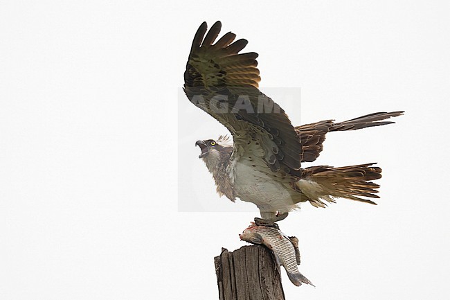 Osprey with a fish prey stock-image by Agami/Han Bouwmeester,