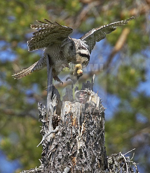 Sperweruil met prooi bij nest; Northern Hawk Owl with prey on nest stock-image by Agami/Jari Peltomäki,