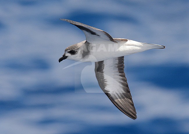Black-winged Petrel (Pterodroma nigripennis) flying over the pacific ocean north of New Zealand. stock-image by Agami/Laurens Steijn,