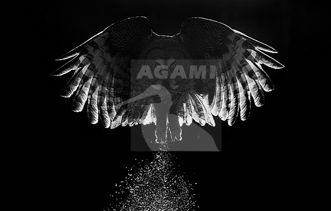  stock-image by Agami/Markus Varesvuo,