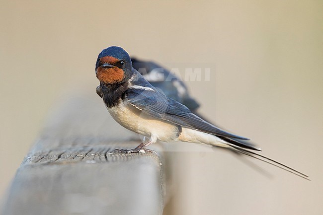 Barn Swallow - Rauchschwalbe - Hirundo rustica ssp. rustica, Hungary, adult male stock-image by Agami/Ralph Martin,