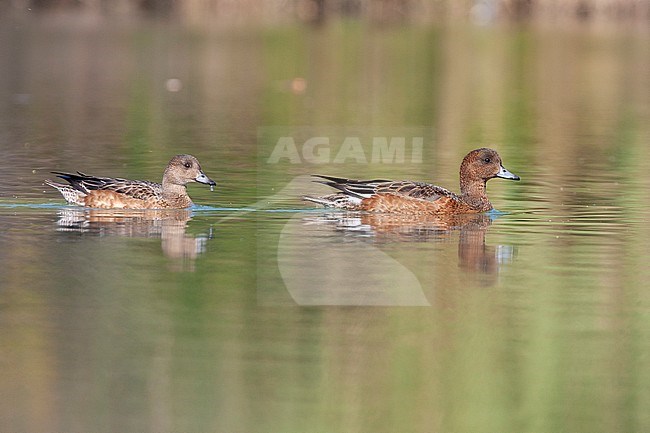Eurasian Wigeon (Anas penelope), two juveniles swimming in a river stock-image by Agami/Saverio Gatto,