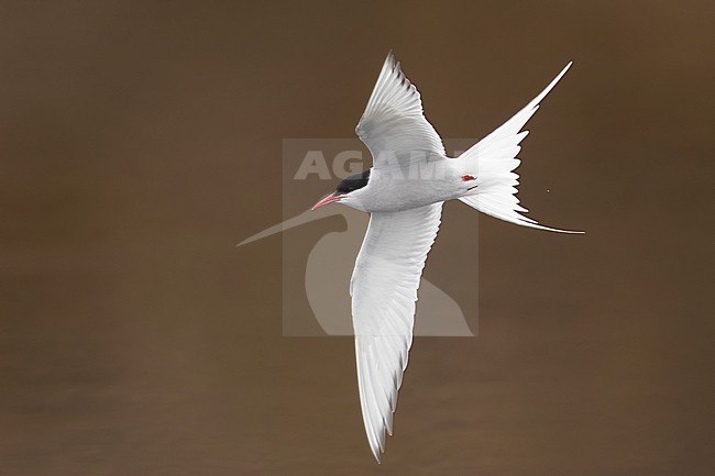 Arctic Tern (Sterna paradisaea), side view of an adult in flight, Southern Region, Iceland stock-image by Agami/Saverio Gatto,