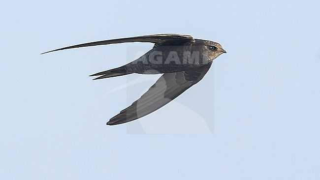 Common Swift (Apus apus) in flight, on migration, showing underside. stock-image by Agami/Lennart Verheuvel,
