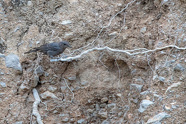 Immature Blue Rock Thrush (Monticola solitarius) during autumn on the Calalonian coast in Spain. Perched on a wire of roots from a dead tree sticking out of a bank. stock-image by Agami/Marc Guyt,