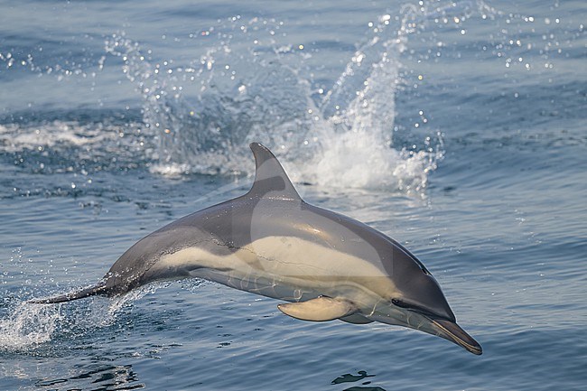 Common dolphin (Delphinus delphis), jumping, with the sea as background. stock-image by Agami/Sylvain Reyt,