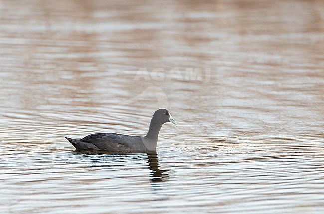 Juvenile Red-knobbed Coot (Fulica cristata) at El Hondo, near Murcia in Spain. Also known as Crested Coot. stock-image by Agami/Marc Guyt,