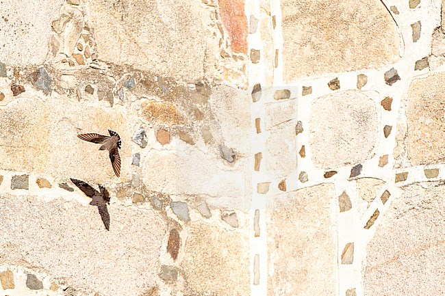 Crag Martin (Ptyonoprogne rupestris) in flight in Spain. Flying in front of an ancient castle wall. stock-image by Agami/Marc Guyt,