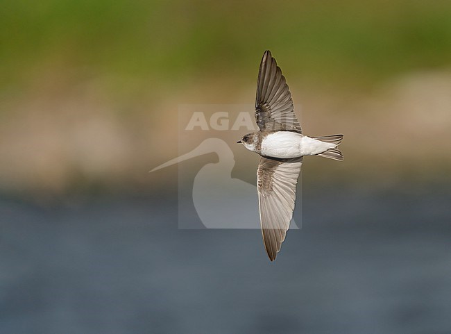 Flying  Sand Martin (Riparia riparia) above water of river Maas showing underside stock-image by Agami/Ran Schols,