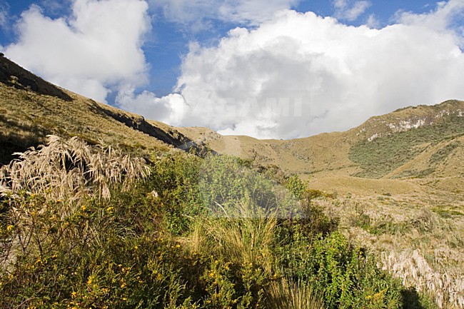 Papallacta Pass Ecuador stock-image by Agami/Marc Guyt,