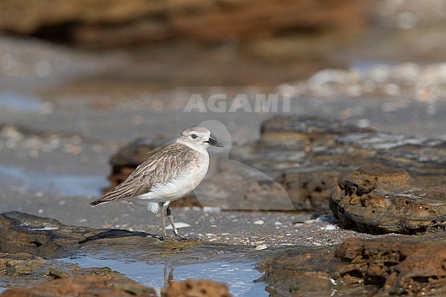 Immature New Zealand Dotterel (Charadrius obscurus) at the coast of North Island, New Zealand. Standing on rock covered beach. stock-image by Agami/Marc Guyt,