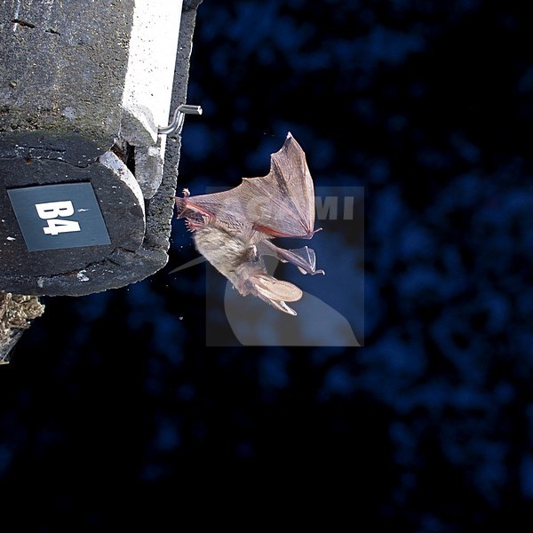Gewone Grootoorvleermuis, uitvliegend uit vleermuiskast stock-image by Agami/Theo Douma,
