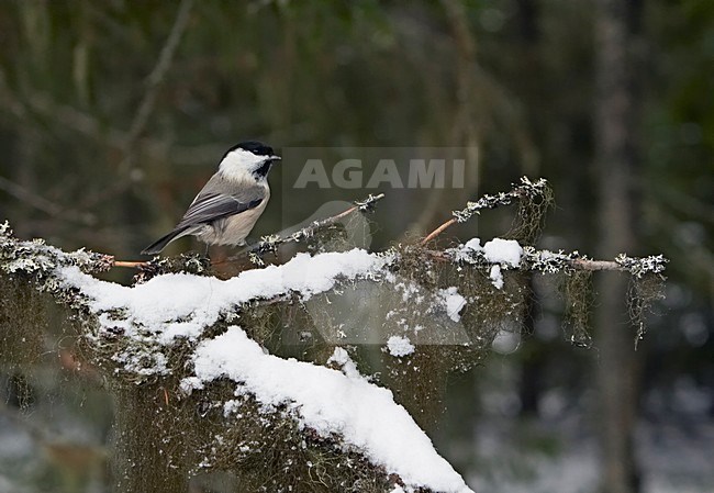 Matkop op tak met sneeuw; Willow Tit on branch with snow stock-image by Agami/Markus Varesvuo,