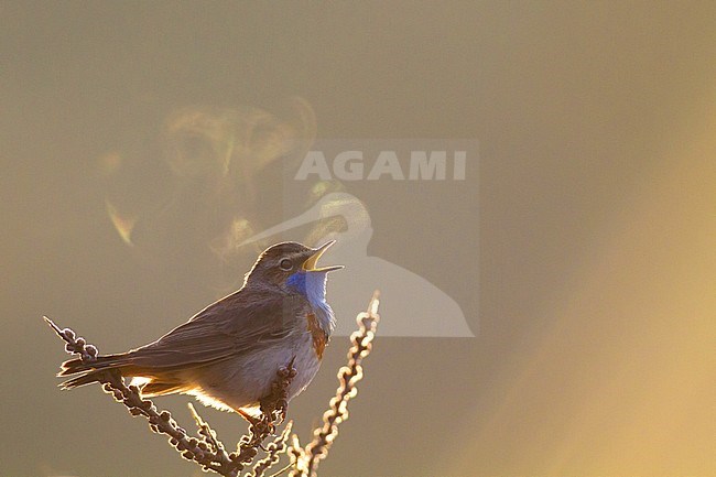 Male White-spotted Bluethroat (Luscinia svecica) in dunes south of Katwijk, Netherlands. Singing male with backlight. stock-image by Agami/Menno van Duijn,