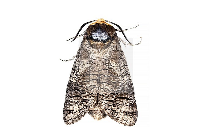 Goat Moth, Cossus cossus stock-image by Agami/Wil Leurs,