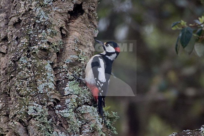Mannetje Marokkaanse Grote Bonte Specht; Male Moroccan Great Spotted Woodpecker stock-image by Agami/Daniele Occhiato,