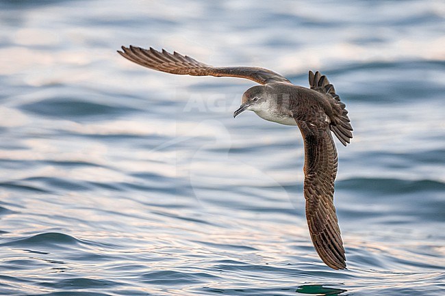Yelkouan Shearwater, Puffinus yelkouan, in flight over the Mediterranean sea off Italy. stock-image by Agami/Daniele Occhiato,