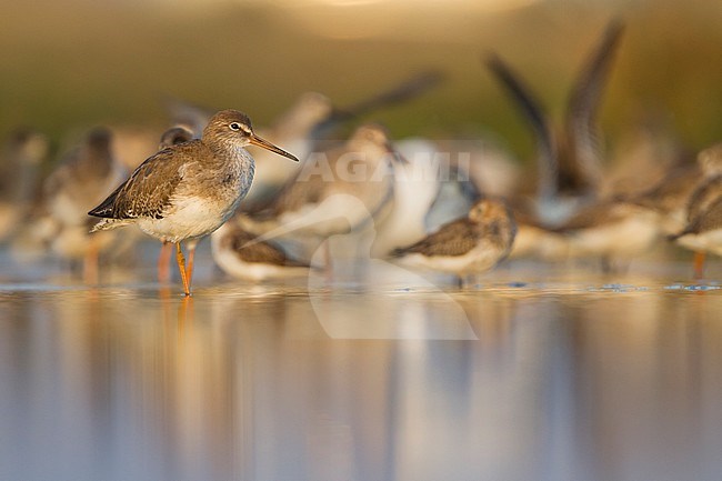 Common Redshank - Rotschenkel - Tringa totanus ssp. ussuriensis, Oman stock-image by Agami/Ralph Martin,