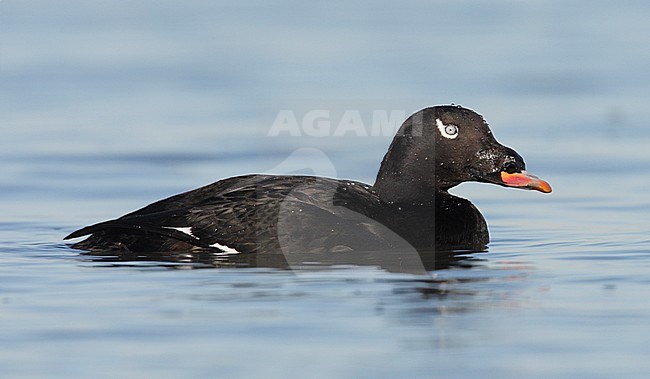 Mannetje Pacifische Grote Zee-eend, Male White-winged Scoter stock-image by Agami/Mike Danzenbaker,