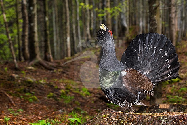 Western Capercaillie (Tetrao urogallus) male in courtship stock-image by Agami/Alain Ghignone,