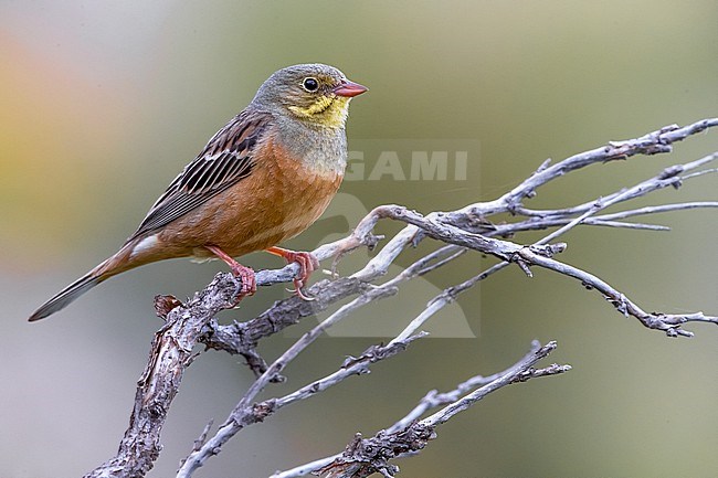 Ortolan Bunting (Emberiza hortulana) in France. stock-image by Agami/Daniele Occhiato,