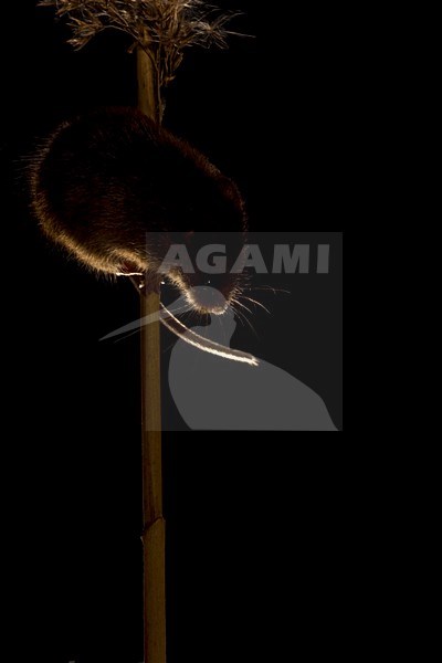 Dwergmuis in rietpluim; Harvest Mouse in reed stem stock-image by Agami/Theo Douma,