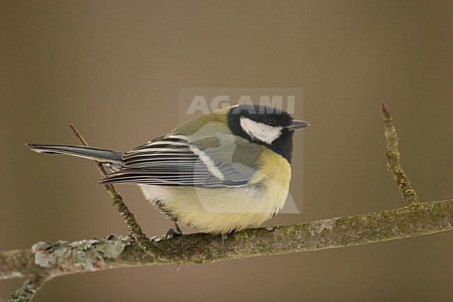 Great Tit adult perched on a branch; Koolmees volwassen zittend op een tak stock-image by Agami/Menno van Duijn,
