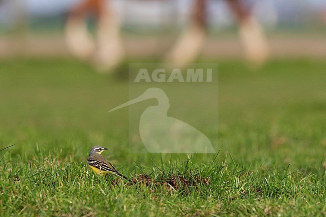 A Yellow Wagtail is sitting in a fresh green grassy pasture with out of focus horse's legs in the background. stock-image by Agami/Jacob Garvelink,