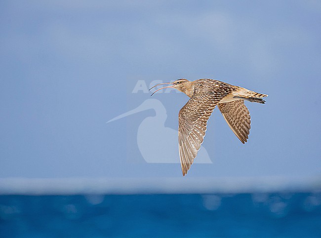 Wintering Bristle-thighed Curlew, Numenius tahitiensis. Photographed during a Pitcairn Henderson and The Tuamotus expedition cruise. stock-image by Agami/Pete Morris,