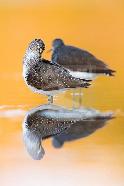 Green Sandpiper (Tringa ochropus), two individuals resting in the water at sunset. Both birds preening. stock-image by Agami/Saverio Gatto,