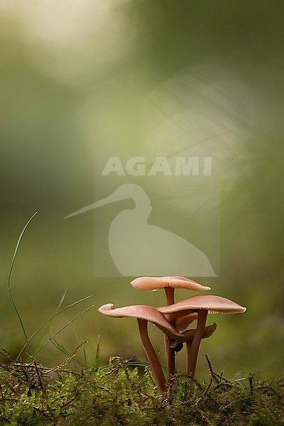 Paddenstoellen; Mushrooms stock-image by Agami/Rob Olivier,