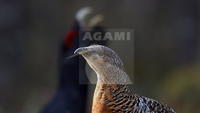 Vrouwtje en baltsend mannetje Auerhoen; Female and Male Western Capercaillie in display stock-image by Agami/Markus Varesvuo,