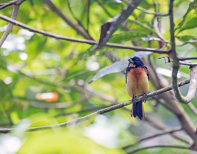 Yellow-crested Tanager (Loriotus rufiventer) in northern Peru. stock-image by Agami/Pete Morris,